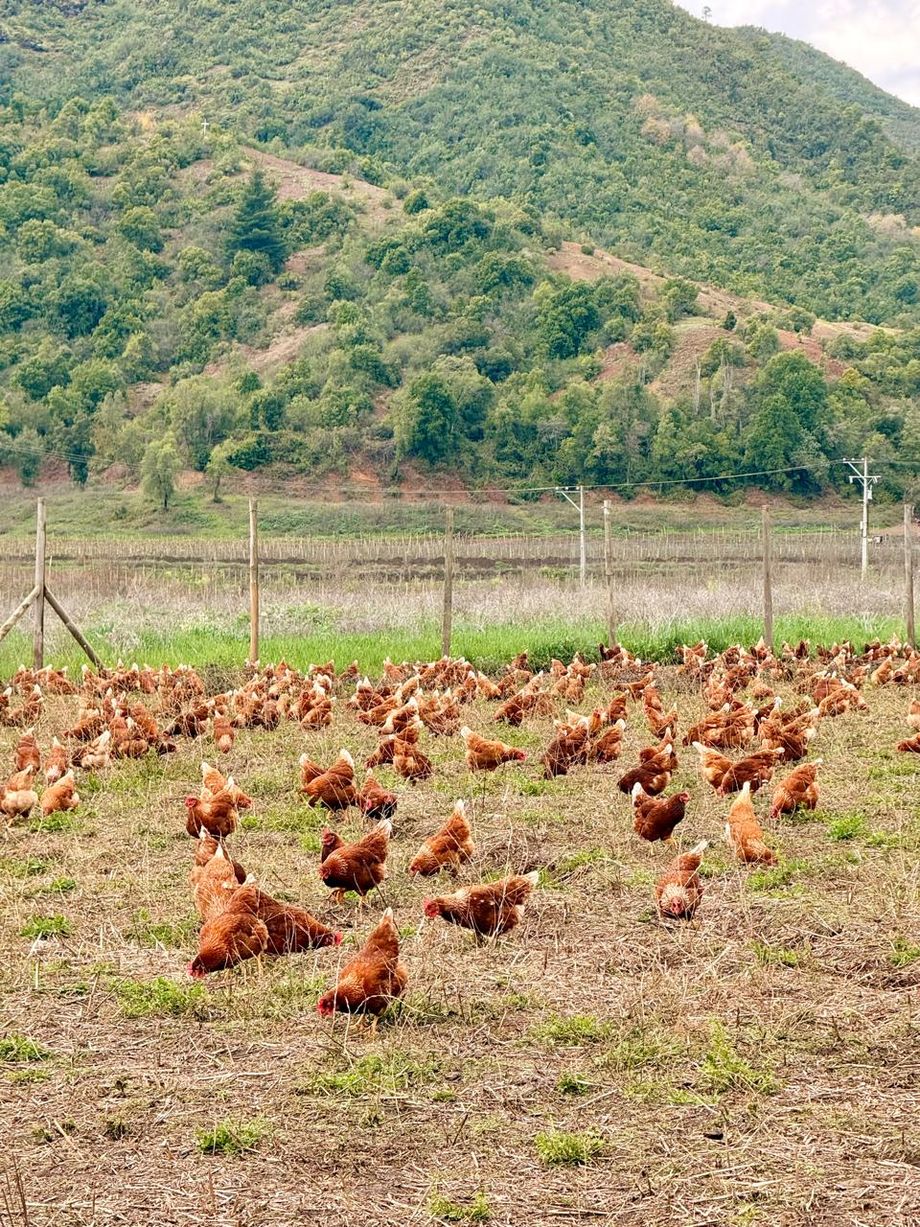 Gallinas libres pastando en los campos de Romeral con la cordillera de fondo