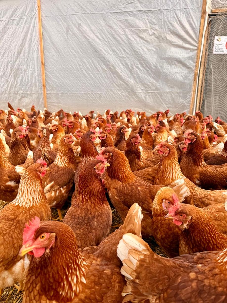 Numerosas gallinas libres de Don Gallo en su galpón abierto