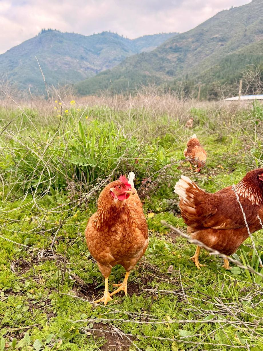 Gallinas libres en la pradera con las montañas del Maule al fondo