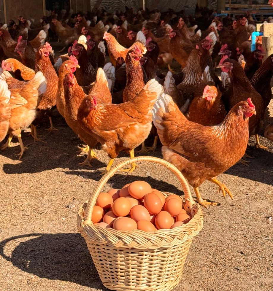 Canasto con huevos frescos de gallinas libres Don Gallo